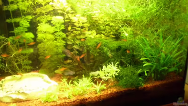 Becken am 22.09.09 von Salmlerfreund (1)