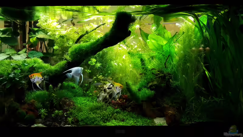 Becken am 23.12.2015 von Sebastian Hartmann (77)