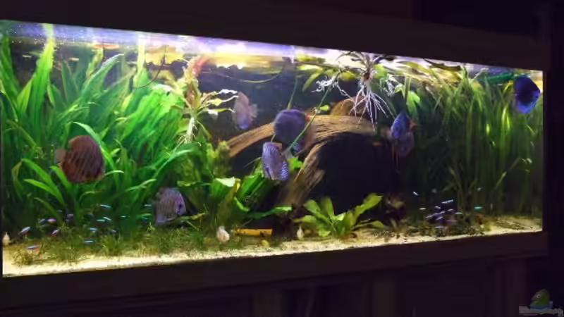 Becken am 24.02.08 von Udo Müller (2)