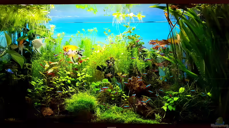 Becken am 24.07.2016 von Sebastian Hartmann (95)