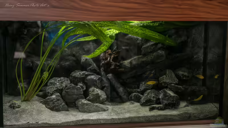 Becken am 24.12.2015 von Sergio10 (1)