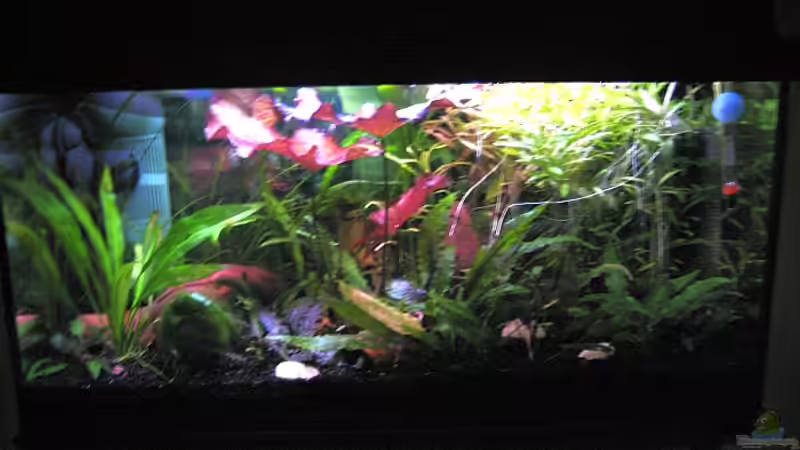 Becken am 24.2.10 von Jens Holzner (4)