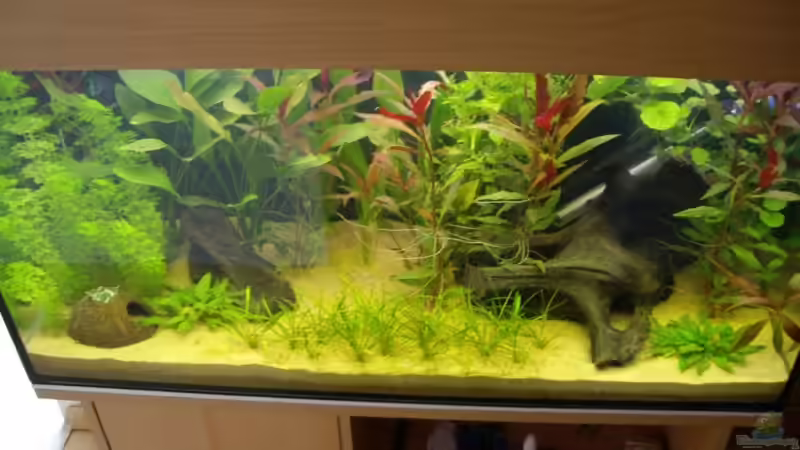 Becken am 25.05.2008 von Domi (7)