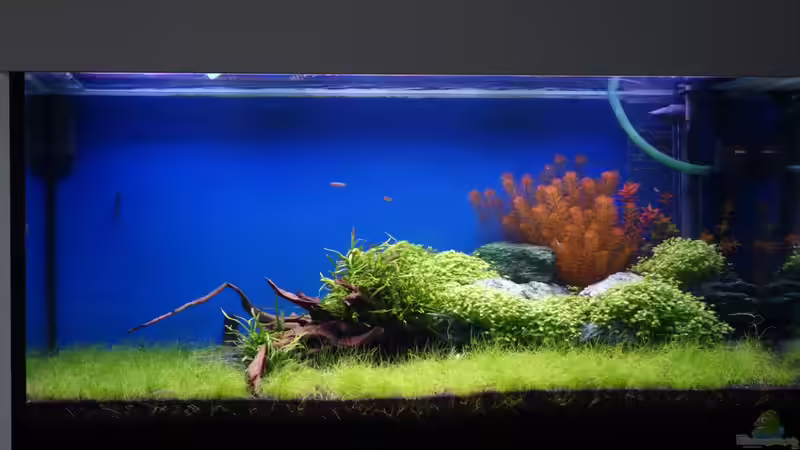 Becken am 27.03.2013 von flaschenbauer (10)