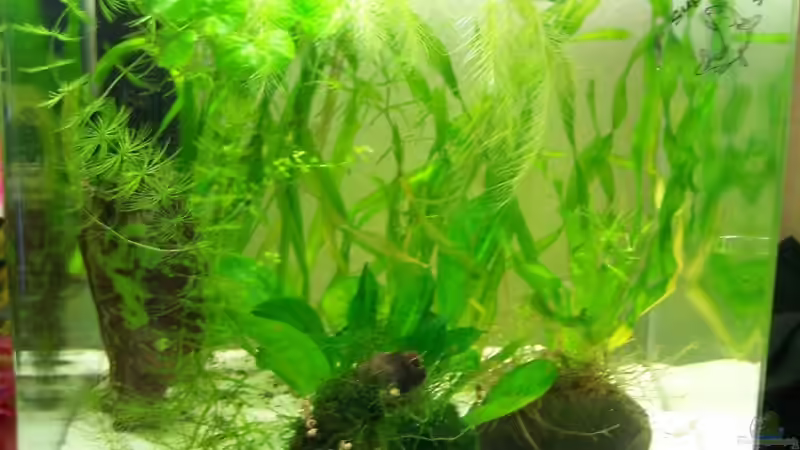 Becken am 28.06.2007 von Stefan Arenth (3)