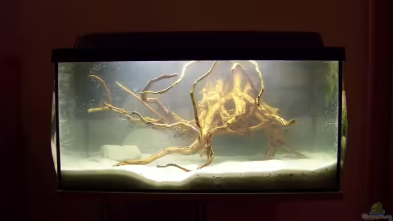 Becken am 28.12.2009 kurz nach dem einrichten von Tom (2)