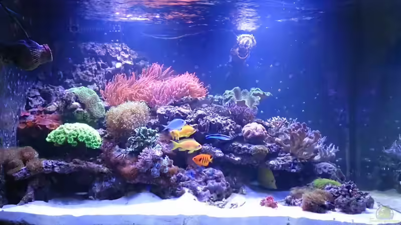 Becken am 29. August 2013 von Stephan Grün (2)