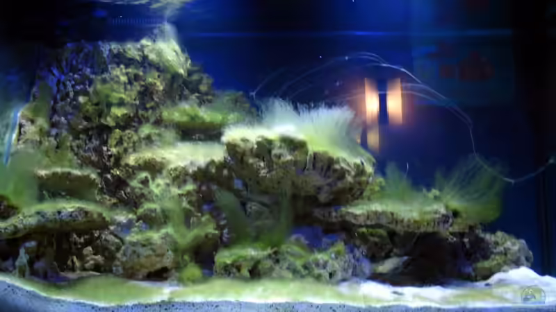 Becken am 29. Januar 2011 von Stephan Grün (9)