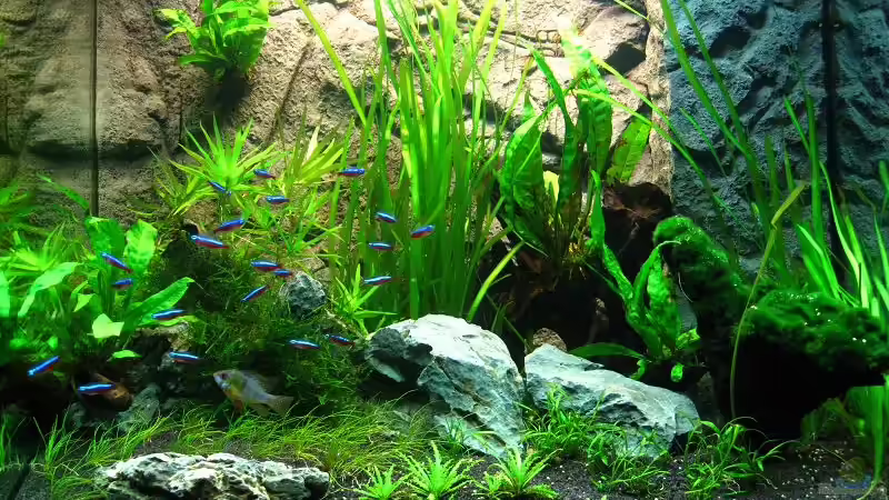 Becken am 29.01.2011 von Sergio10 (22)