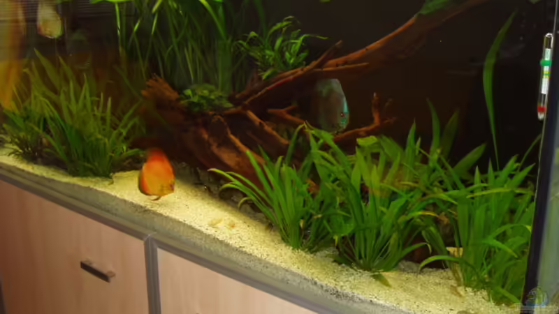 Becken am 29.06.2007