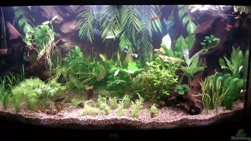 Becken am 29.12.11 ein paar neue Pflanzen von Biffty (3)