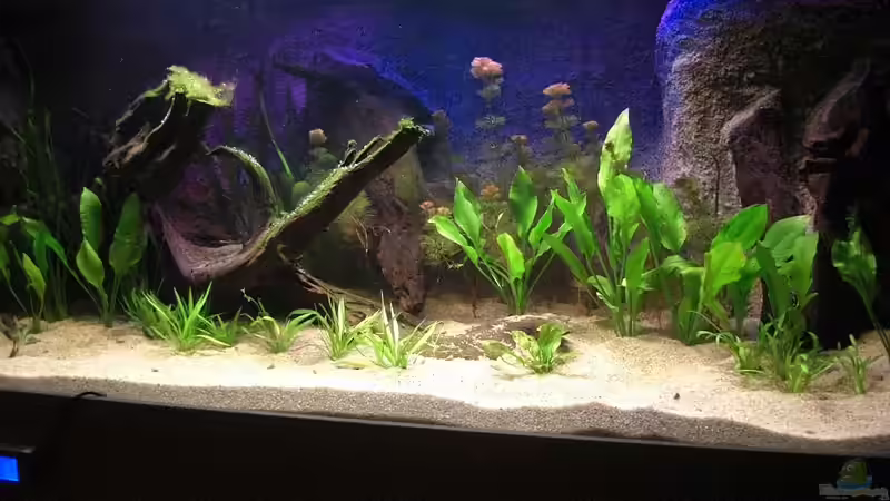 Becken am 31.01.2011 von Matoba (19)