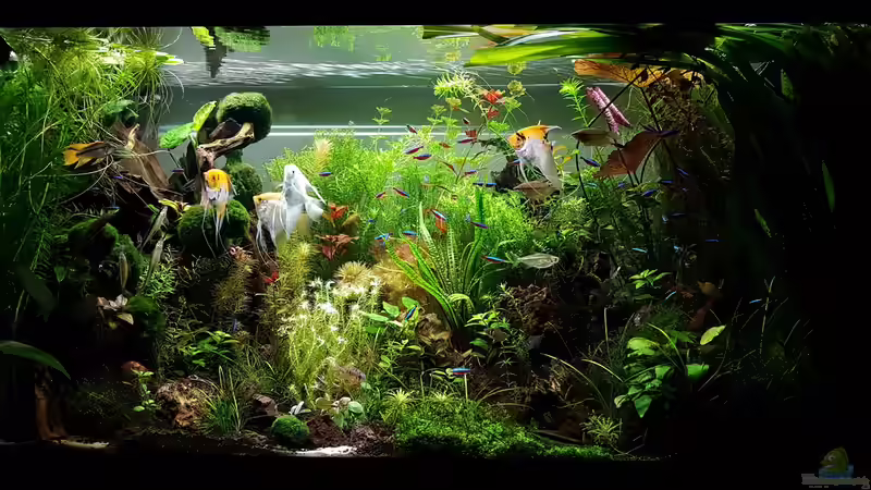 Becken am 31.08.2016 von Sebastian Hartmann (98)