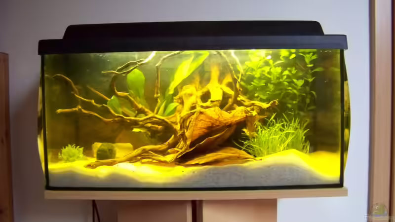 Becken am 31.12.2009 mit Pflanzen von Tom (1)