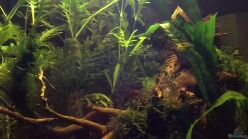 Becken am 4.11.13 von Pillemann77 (5)