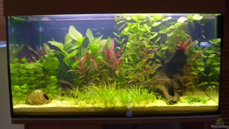 Becken am 4.6.2008 von Domi (1)