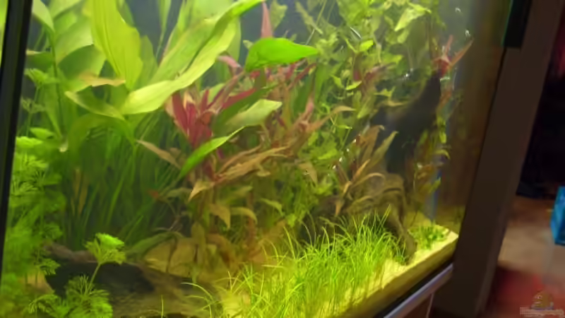 Becken am 4.6.2008 von Domi (8)