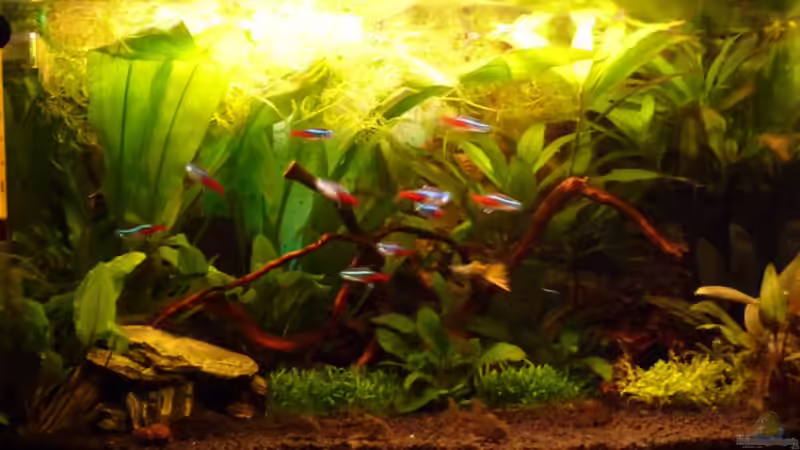 Becken am 5.Februar 2011 nach Neugestaltung von Noreia (7)