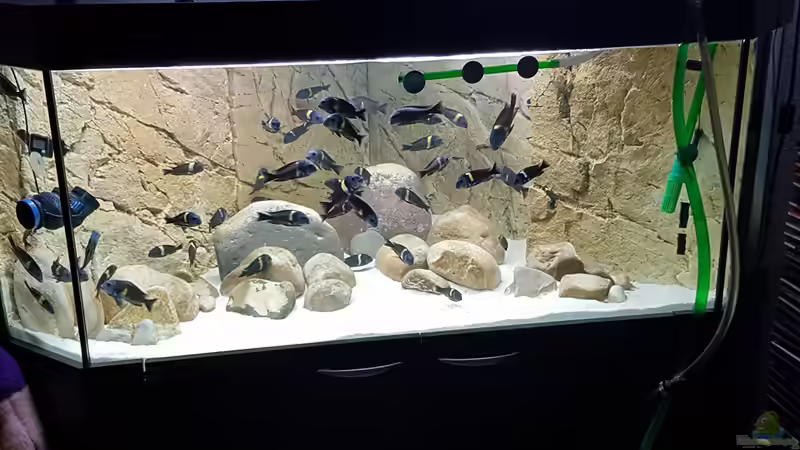 Becken am Einfahren mit eingelaufenen Aussenfilter  von Maclya (5)