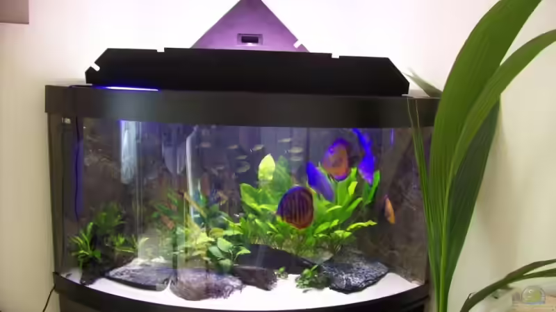 Becken am Tage von Alamo (3)