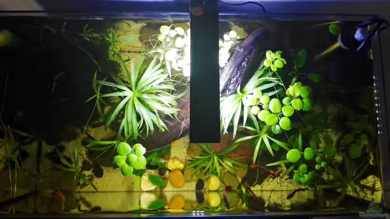 Becken Ansicht von oben von David Schneider Aquaristik (7)