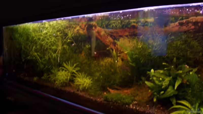 Becken ansicht2 von Thomas Zips (6)