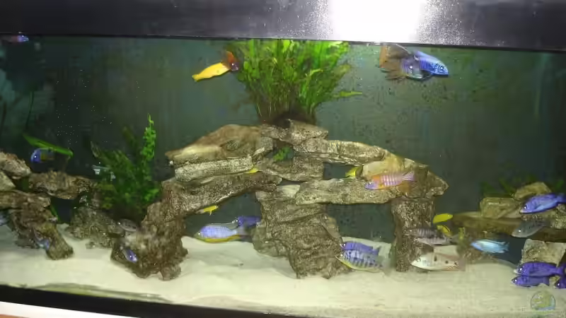 Becken August 2009 von exodus73 (2)