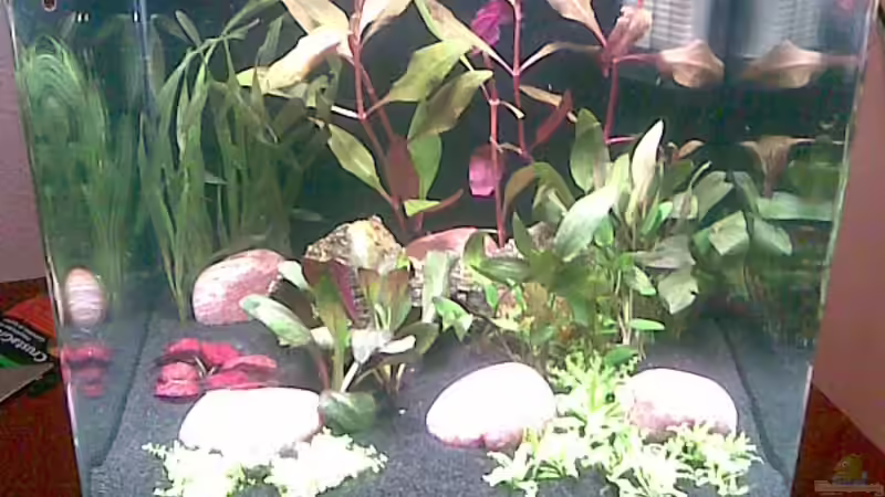 Becken bei Einrichtung von Bullseye 77 (2)