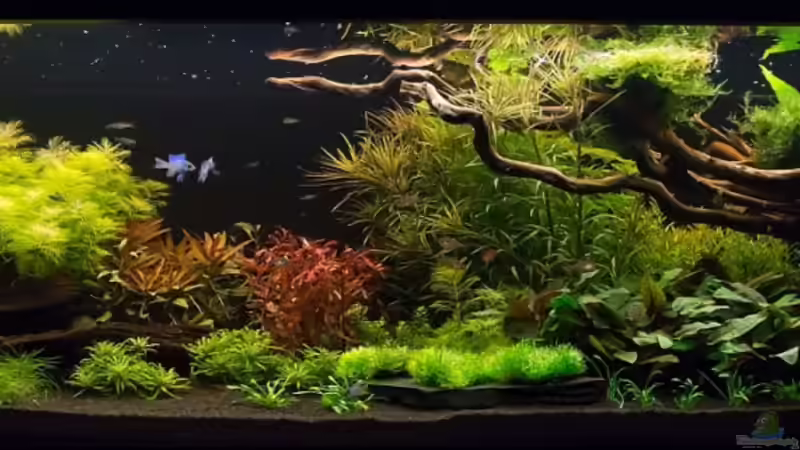 Becken bei gedimmten Abendlicht 23.10.2013 von Finch (5)