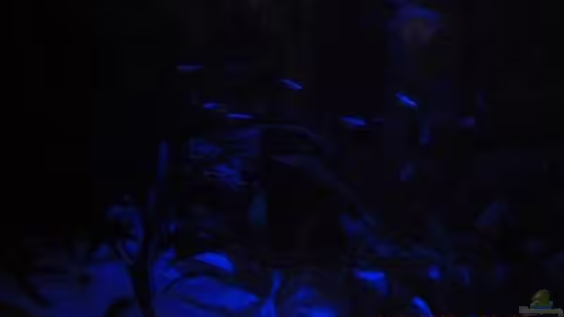 Becken bei Mondlicht von Holzi (4)