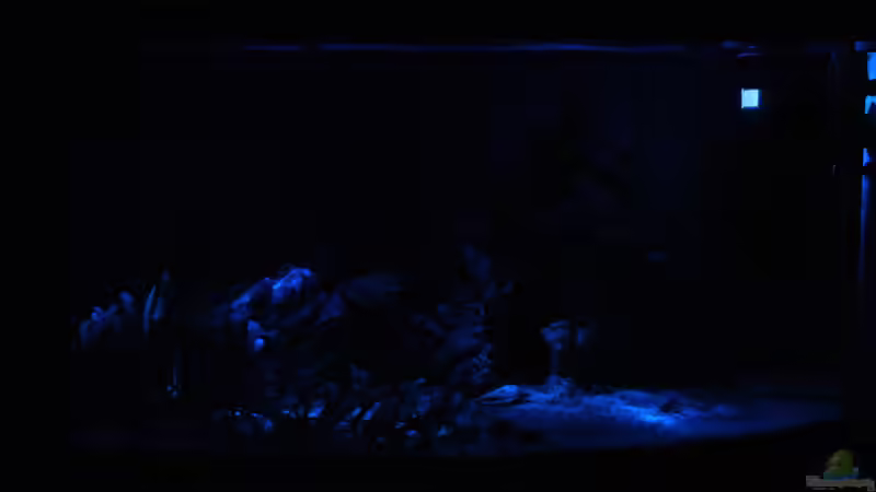 Becken bei Nacht nur mit LED-Mondlicht von Sven K. (13)