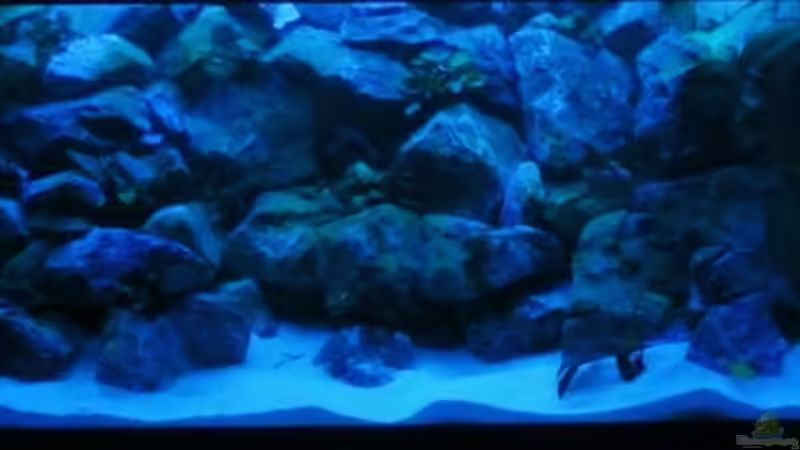 Becken bei Nacht von Malawis zu Verkaufen (2)