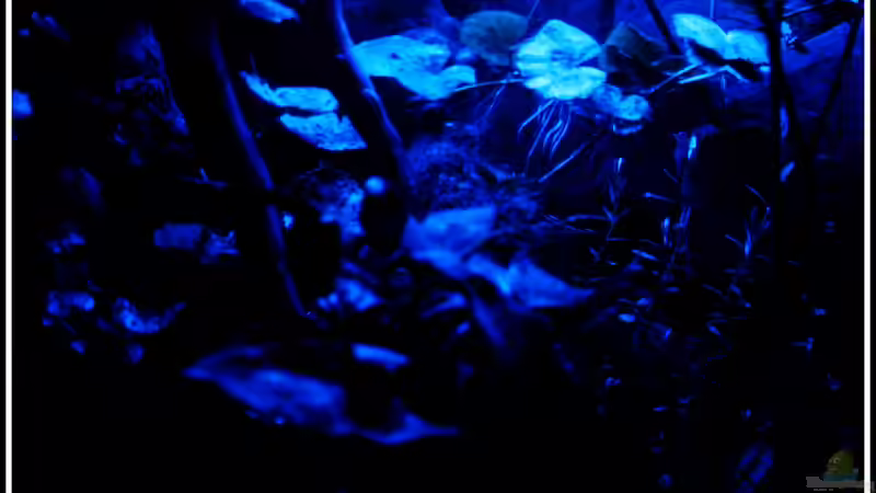 Becken bei Nachtlicht, keine Angst - nur die lange Belichtungszeit sorgt für diese von mooni (4)