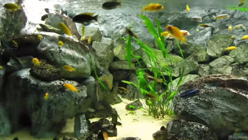 Becken bei Tageslicht / 3 HQL a 80 Watt von Mbuna Mick (16)