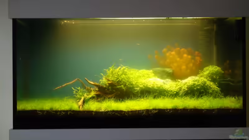 Becken beim hochfahren des T5 Leuchtbalkens von flaschenbauer (7)