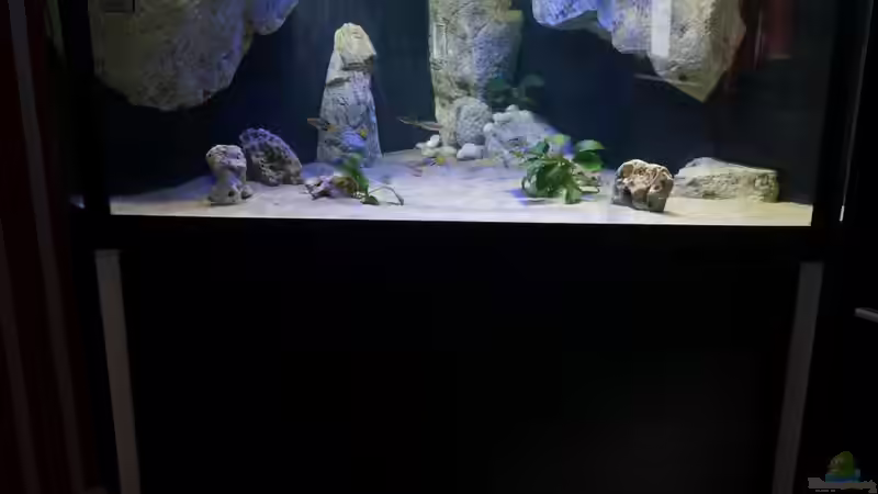 Becken besetzt von tattooindi (16)