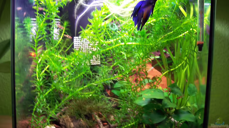 Becken Bild 1 von Drako (2)