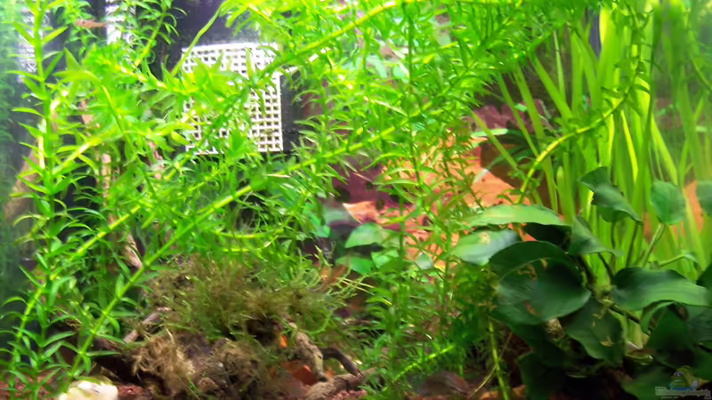 Becken Bild 2 von Drako (3)