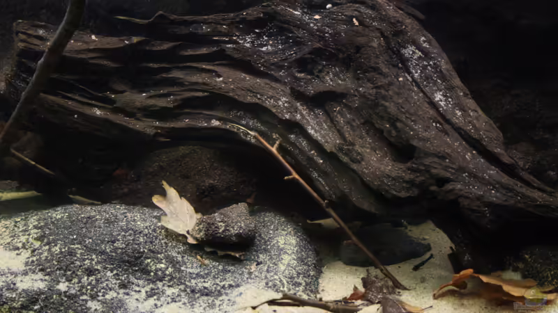 Becken Dekorationen... von Florian Bandhauer (54)