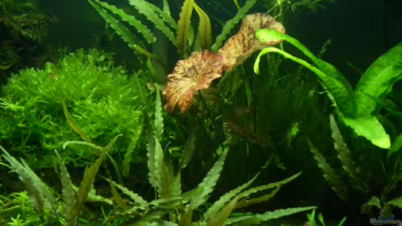 Becken Detailansicht von Lewino (1)