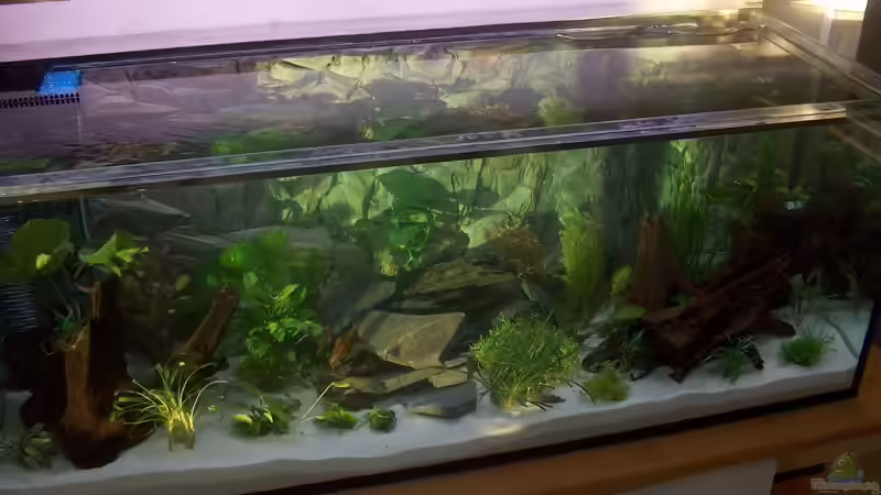 Becken direkt nach der Einrichtung von Lars Lange (2)