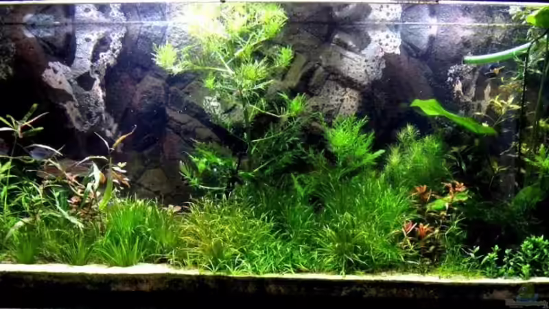 Becken ende Oktober ,so soll es jetzt wachsen von furt (28)