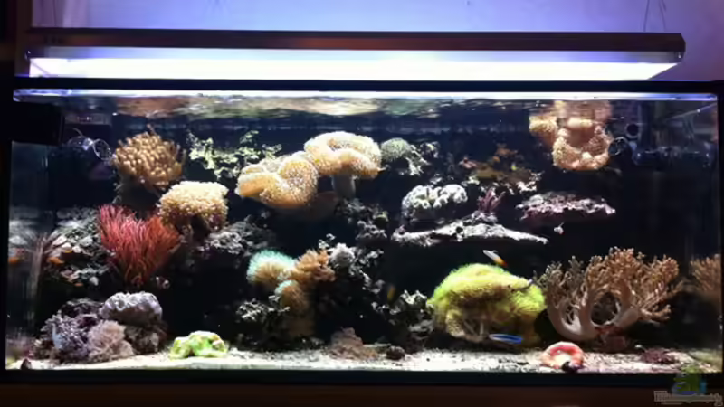 Becken frontal Becken frontal