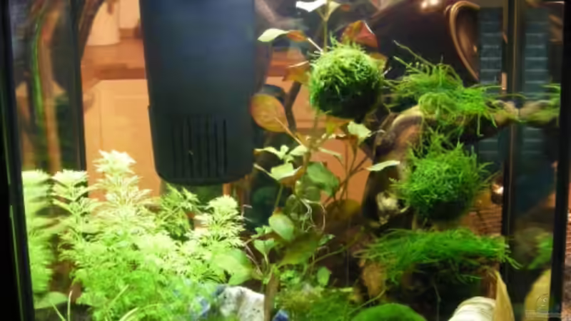 Becken frontalansicht von Bikini Bottom (1)