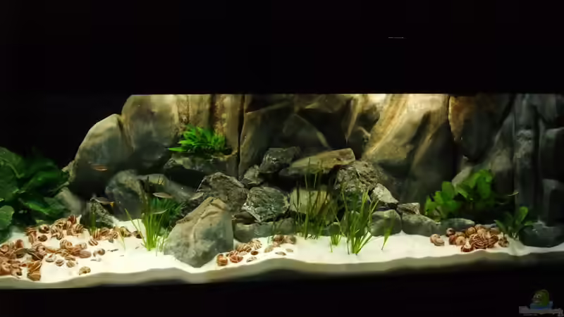 Becken Frontalansicht von Trooper (18)