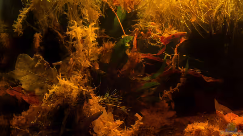 Becken für Betta brownorum von fischgarage (1)