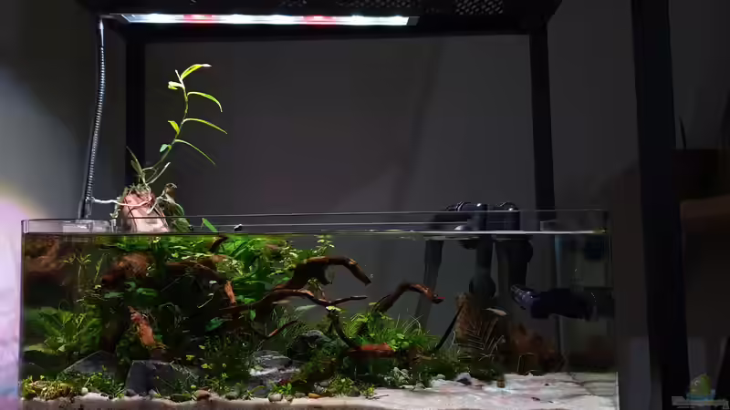 Becken gedimmt von Romano E (7)