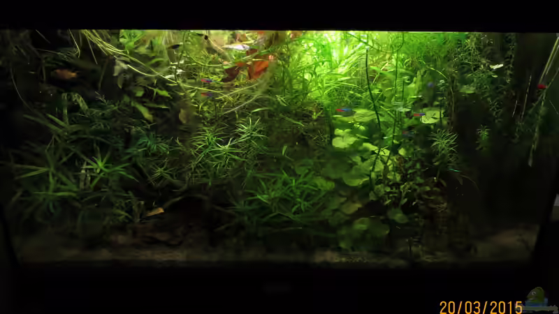 Becken gesamt (20.03.2015) von SimonHB (15)