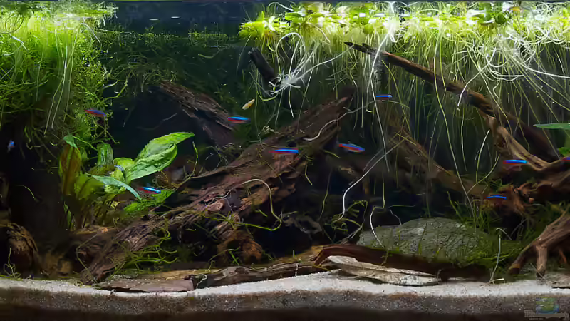 Becken Gesamt von jkrt (1)