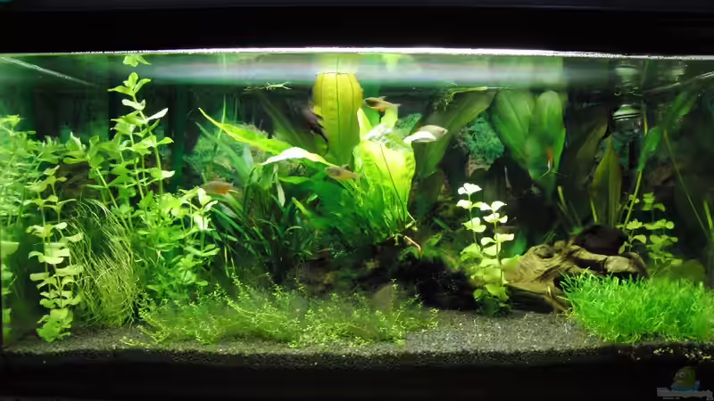 Becken gesamt von Oberregenwurm (2)